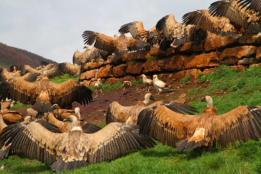 Griffon vultures on ground with wings spread, Spain