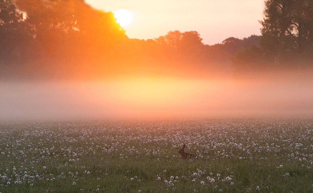 Brown Hare in a meadow in the mist at sunrise at spring GB