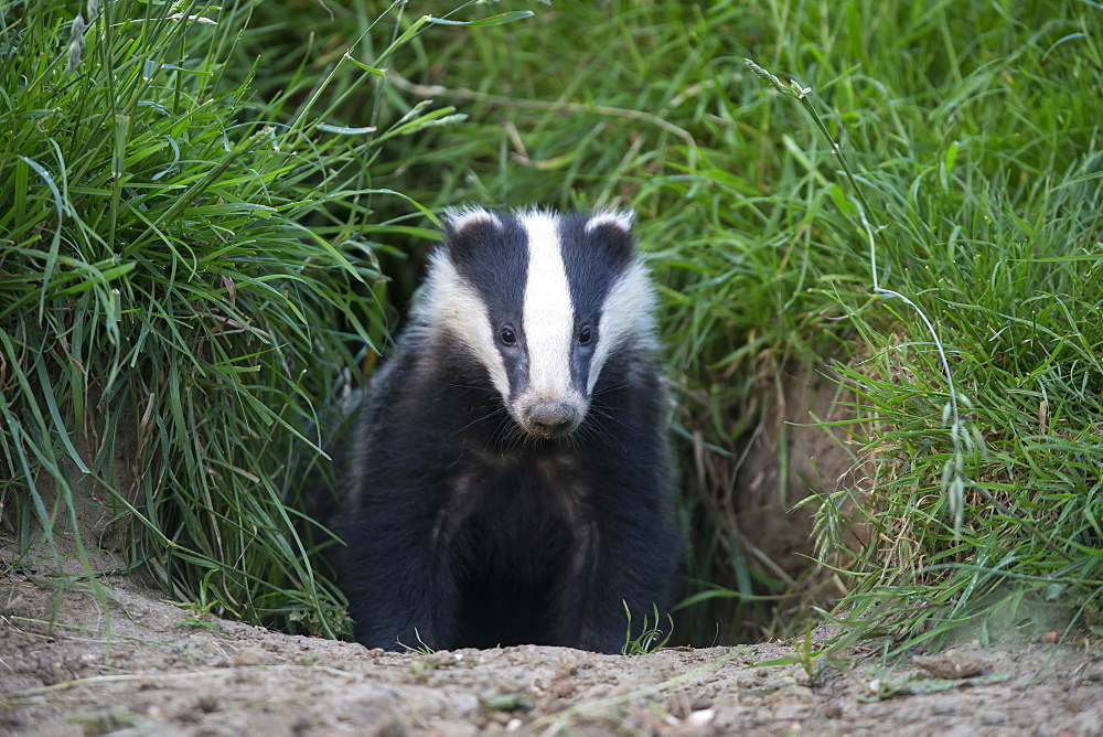 Badger coming out of its set at spring GB