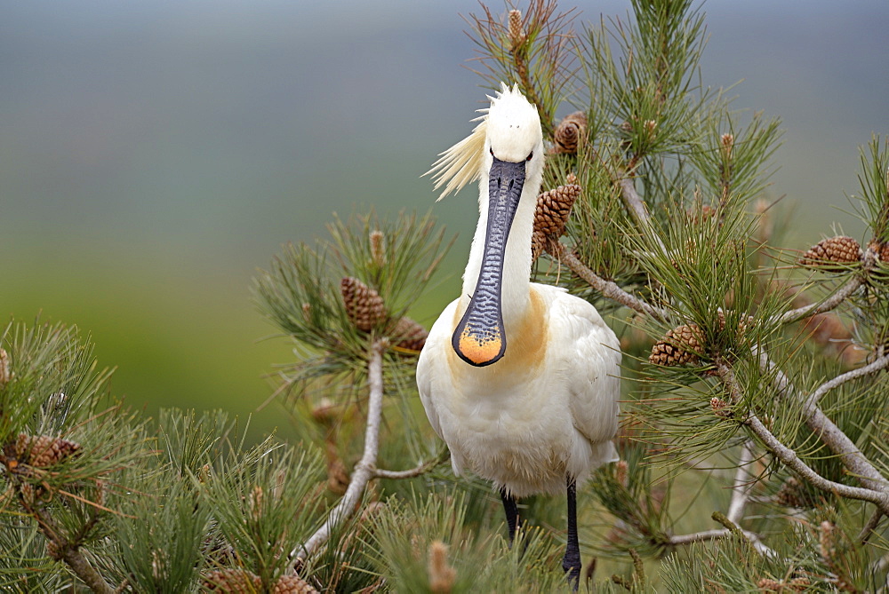 Eurasian Spoonbill on Pine tree, Marquenterre Somme France