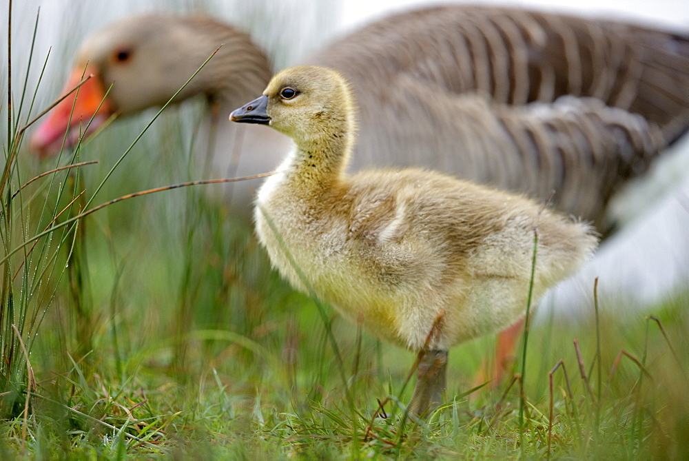 Greylag goose and young in the grass, Somme France