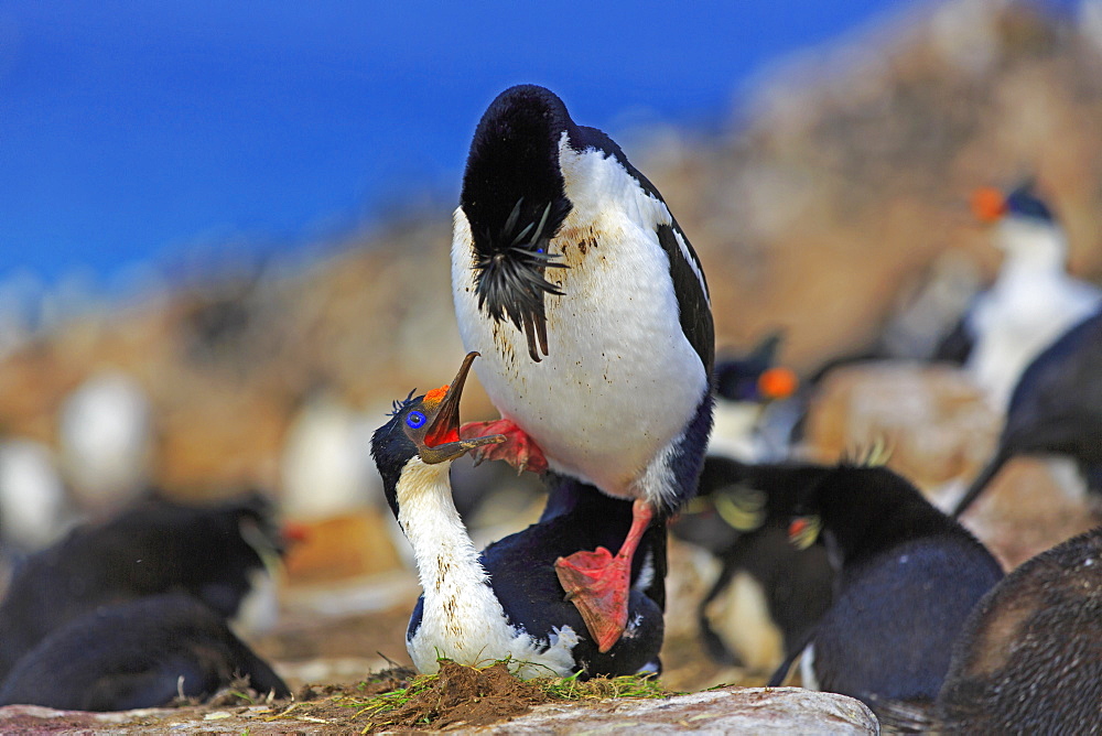 Imperial Cormorants mating, Falkland Islands