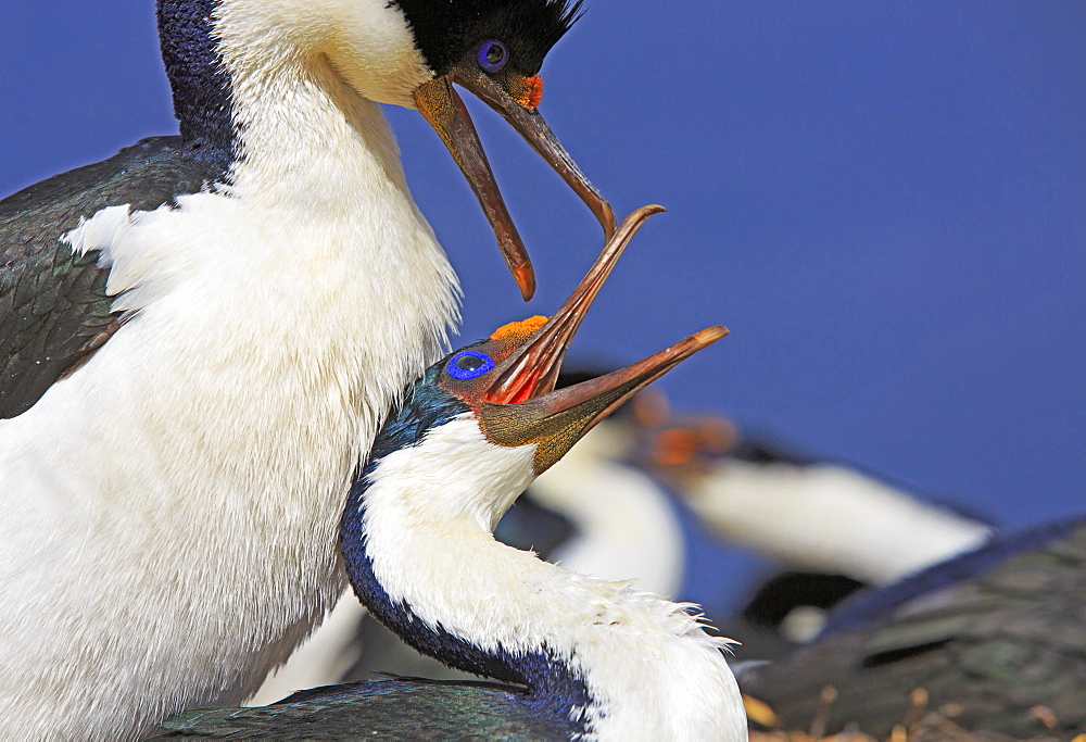 Imperial Cormorants mating, Falkland Islands