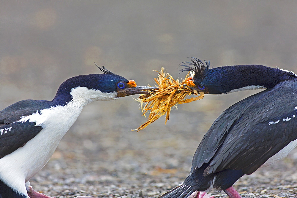 Imperial shag  fighting for tussac grass, Falkland islands