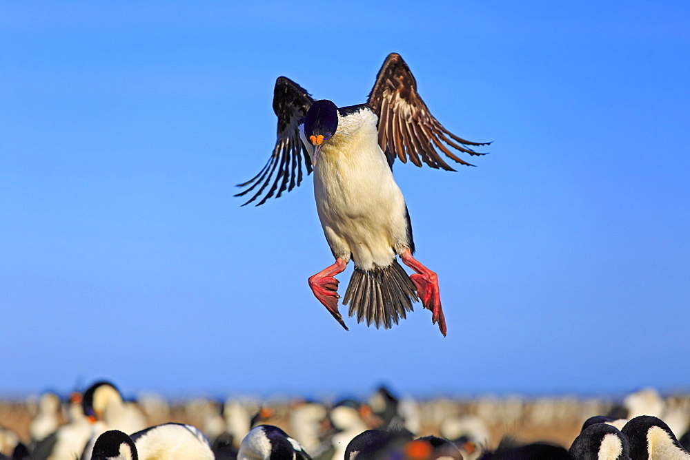 Imperial shag landing in its colony, Falkland islands