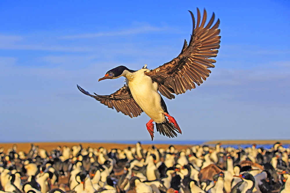 Imperial shag landing in its colony, Falkland islands