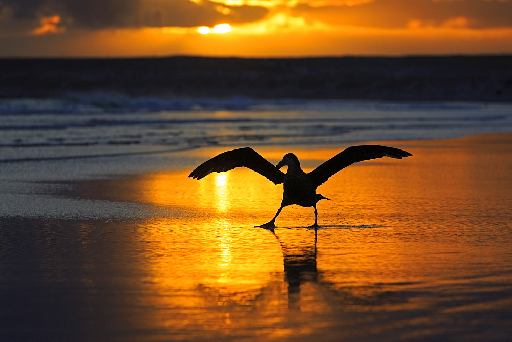 Southern giant petrel on a beach at sunrise-Falkland islands