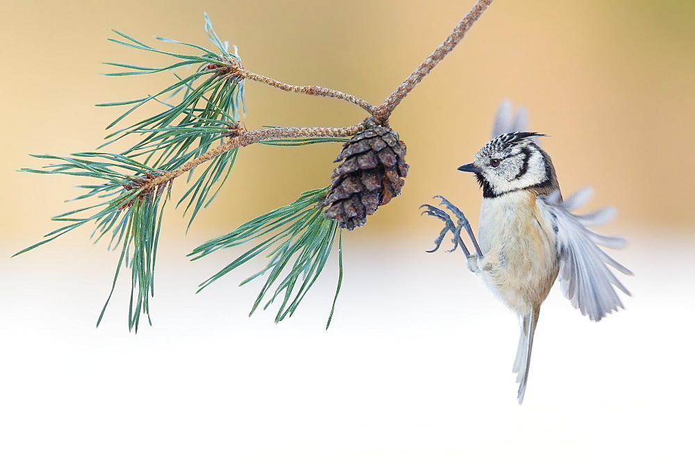 European Crested Tit landing on cone pine, France 