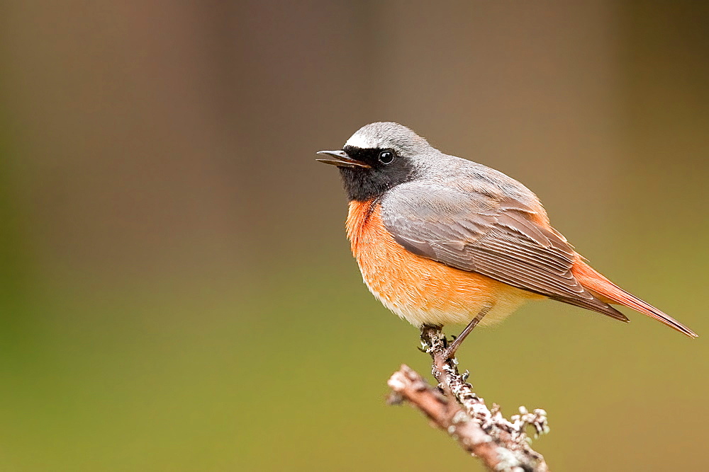 Common Redstart on a branch, Northern Vosges France