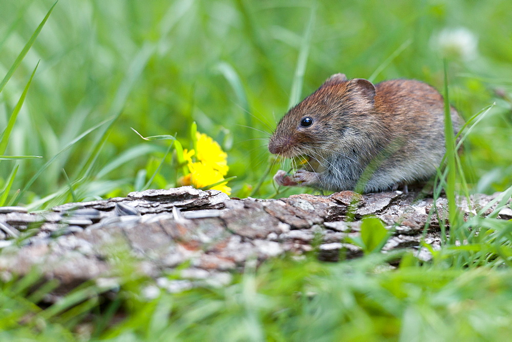 Common Vole eating on bark, Northern Vosges France