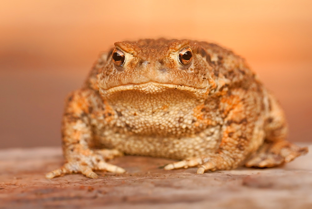 Portrait of European Toad, Northern Vosges France 