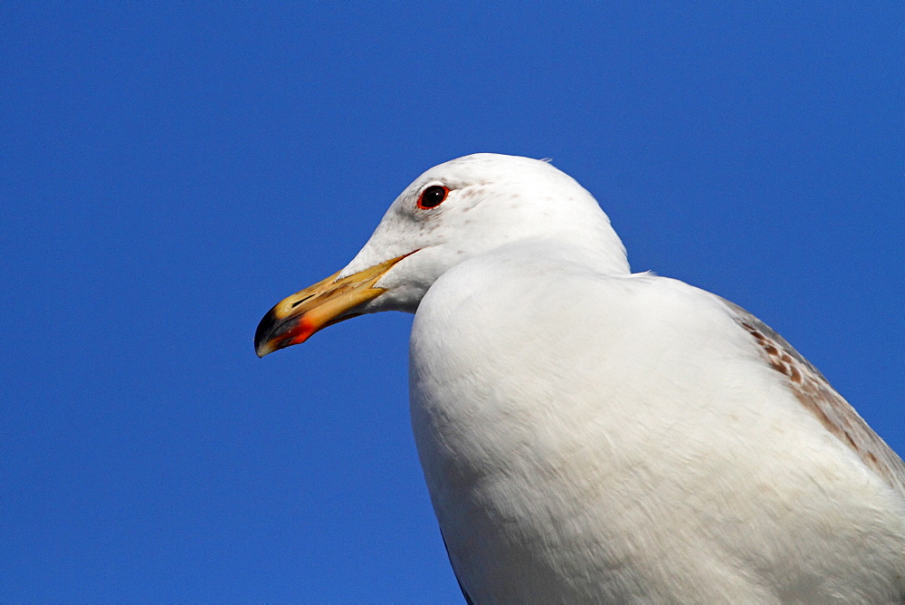 Immature yellow-legged gull portrait