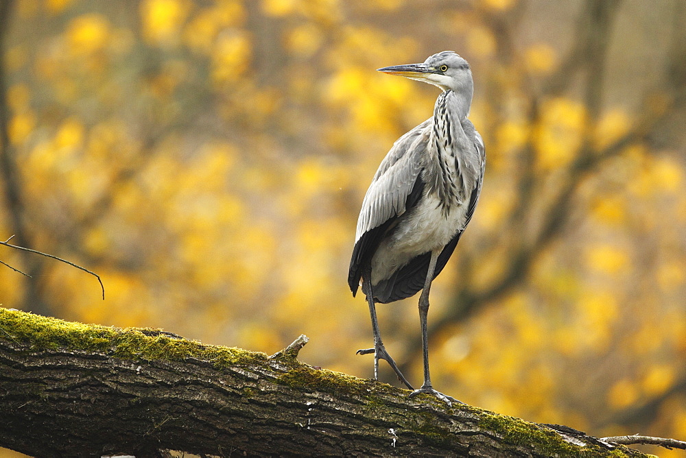 Grey Heron on a branch in autumn, Alsace France