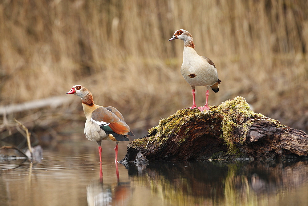 Egyptian geese on the bank in winter, Alsace France