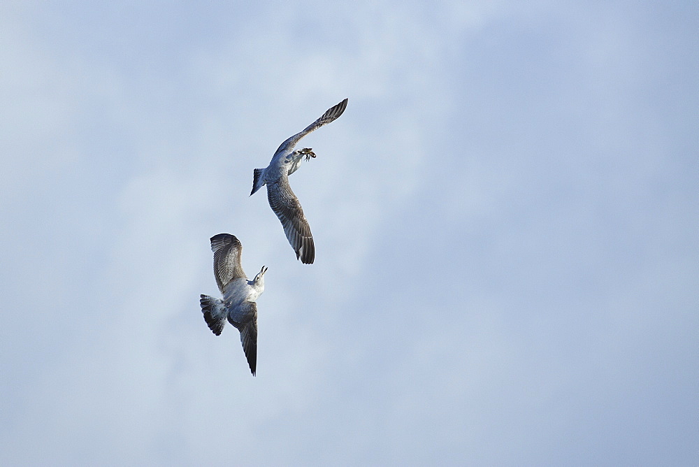 Great Black-backed Gulls with a comb in the beak, France