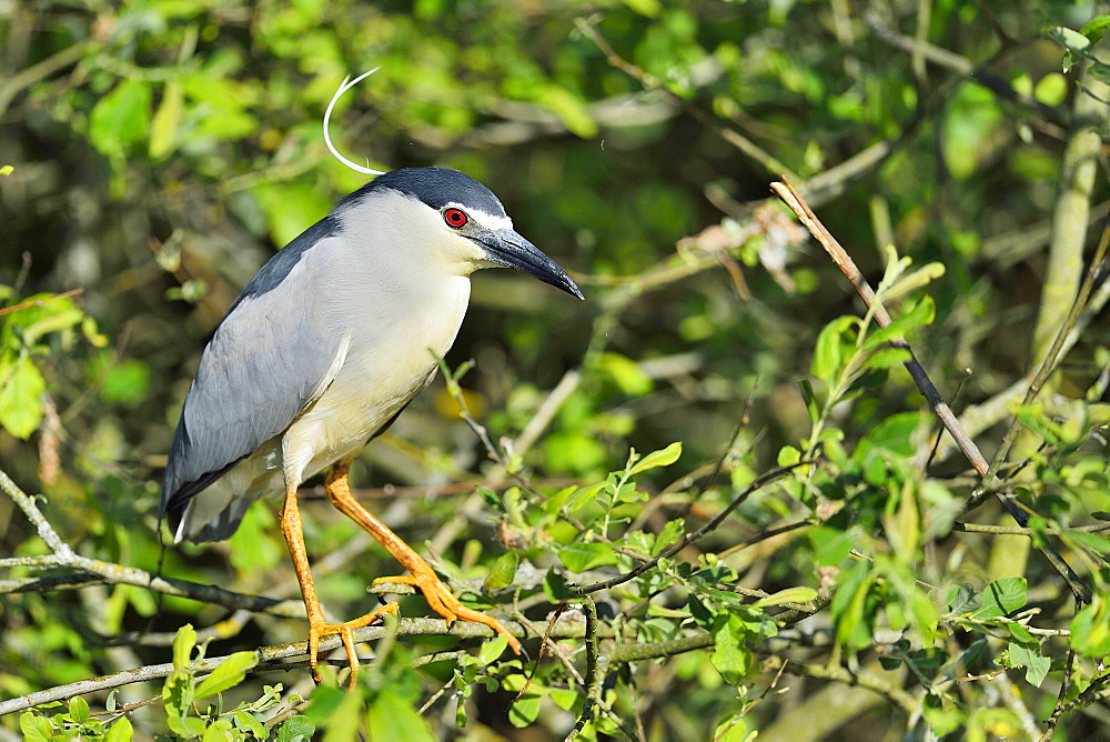 Night Heron on a branch, Dombes France