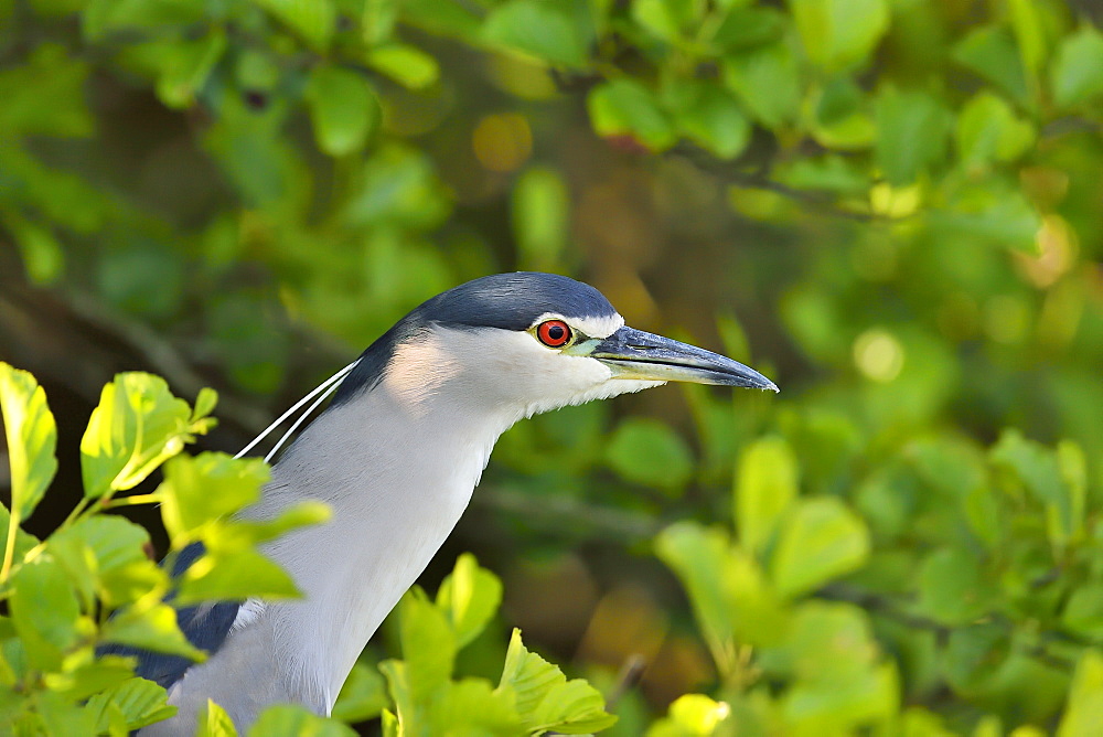 Portrait of Night Heron, Dombes France