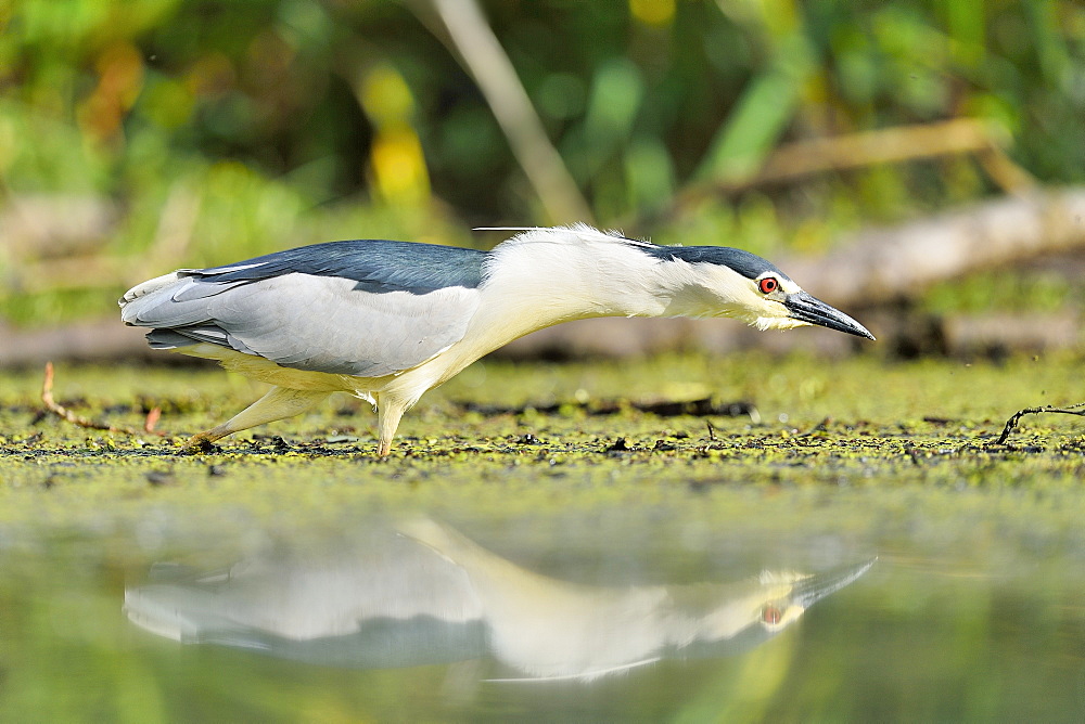 Night Heron fishing on water, Dombes France