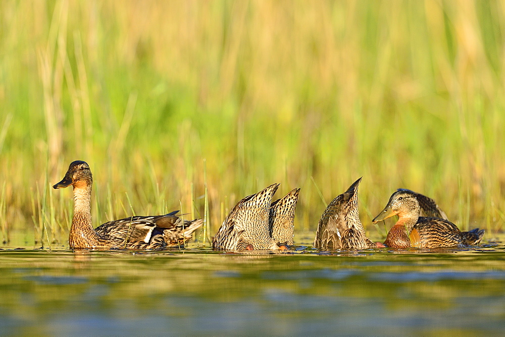 Mallard duck female and young on the water -The Dombes France