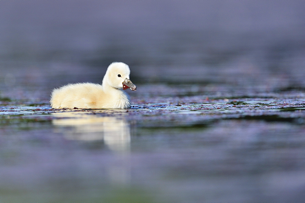 Young Mute Swan on the water -The Dombes France