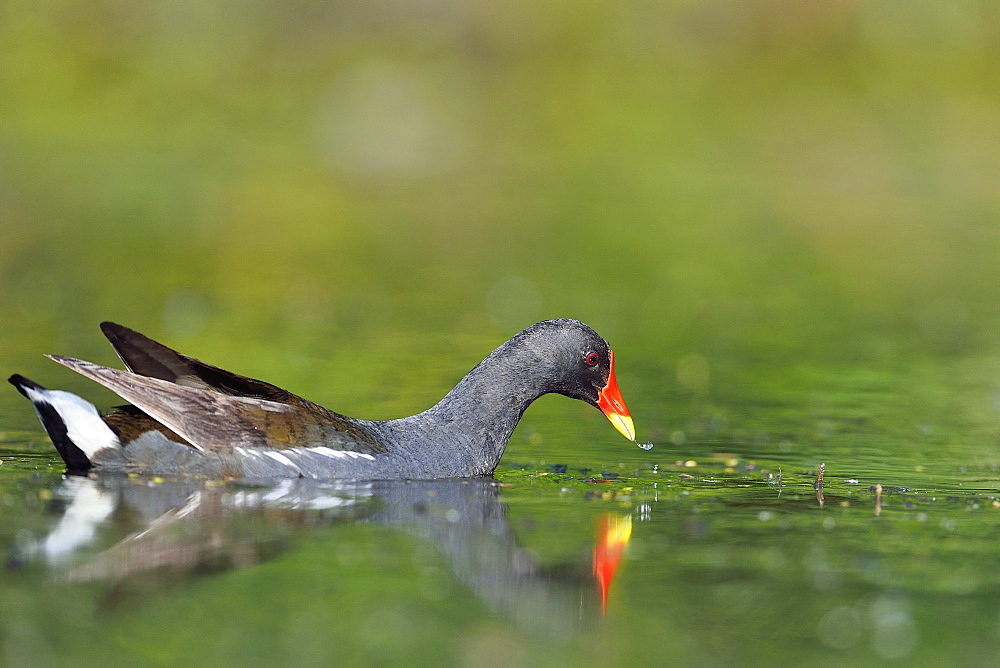 Moorhen on the water, Dombes France 