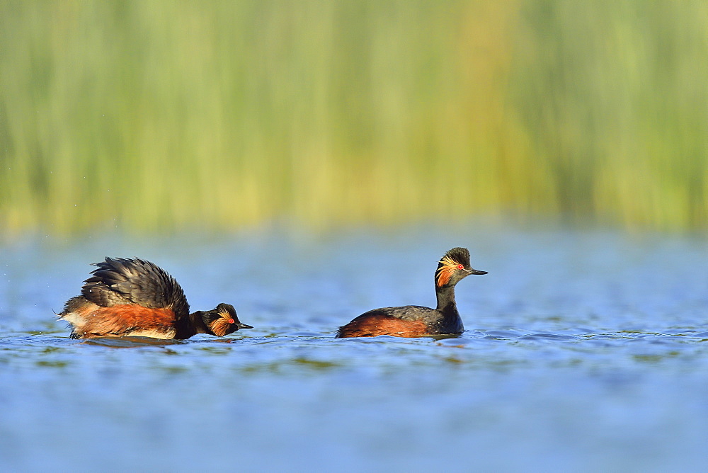 Black-necked Grebes on the water, Dombes France