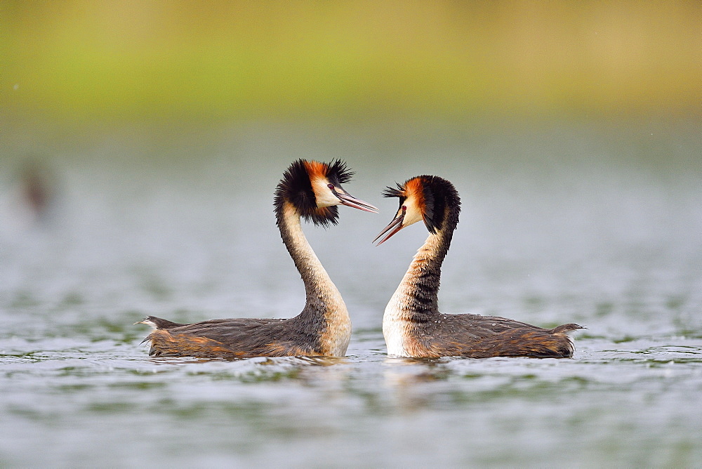 Great Crested Grebe displaying on water, La Dombes France 