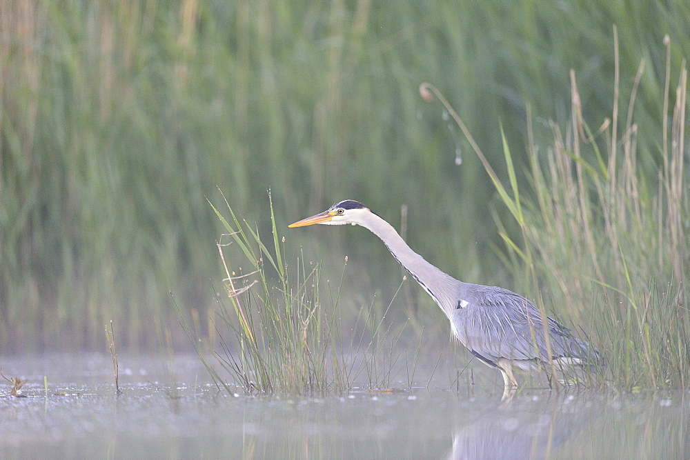 Grey Heron on the prowl in the water, Dombes France