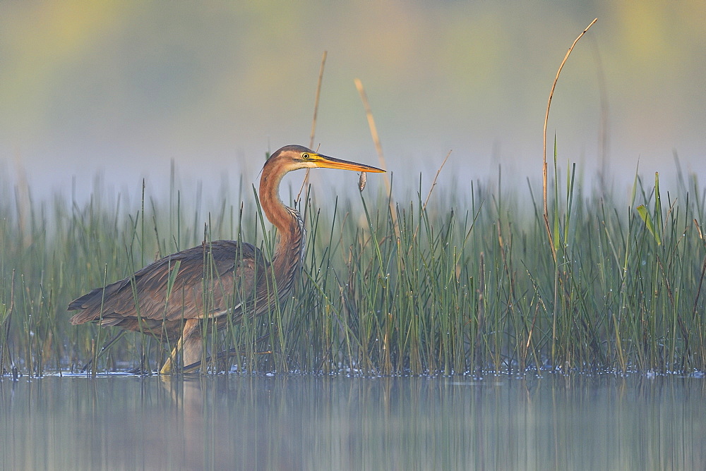 Purple Heron fishing in the water, Dombes France