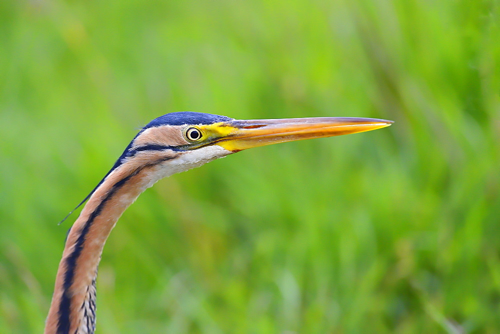 Portrait of Purple Heron, Dombes France