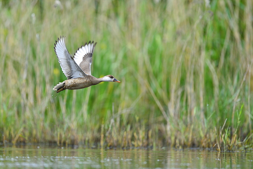 Red-crested Pochard female in flight, Dombes France