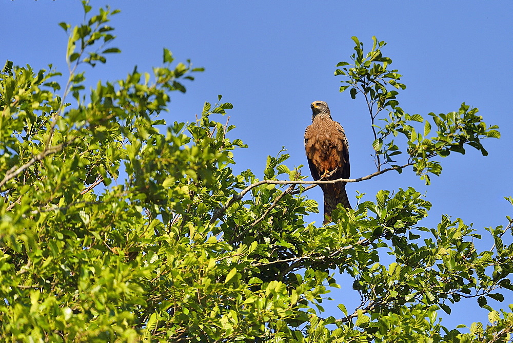 Egyptian Kite on a branch, Dombes France