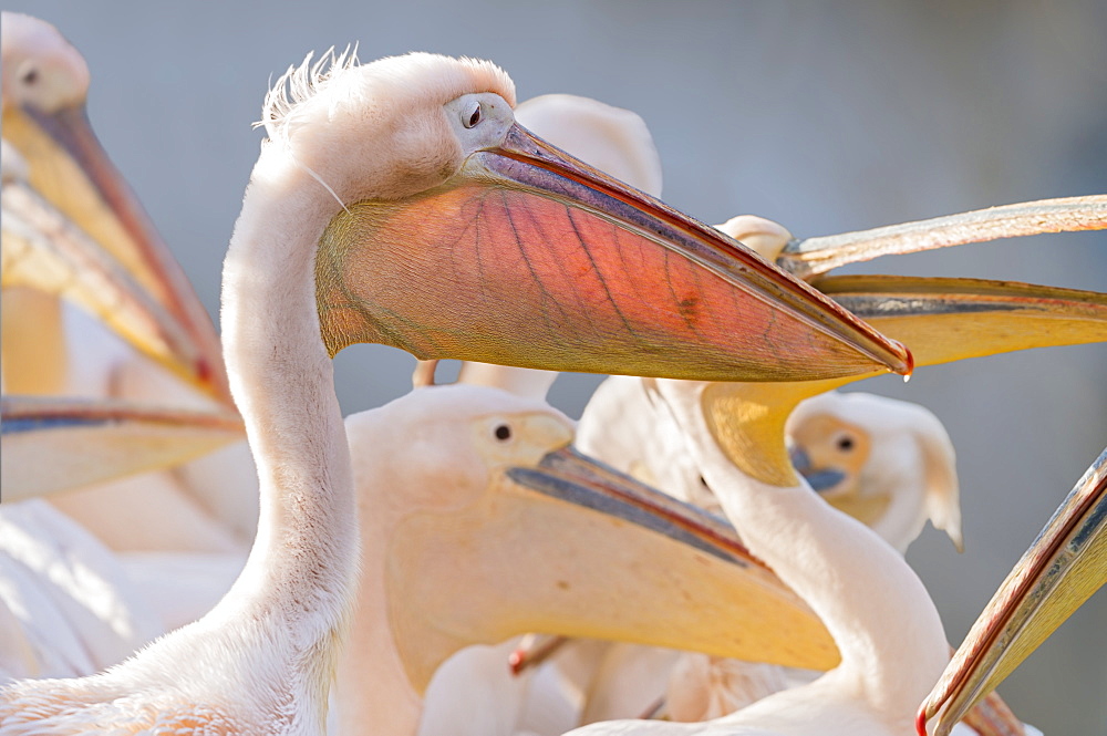 Great white pelican portrait in Rift valley, Ethopia