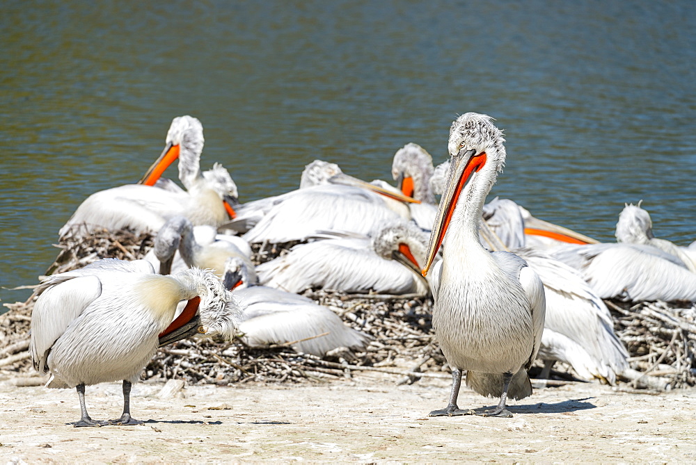 Dalmatian pelicans in greece