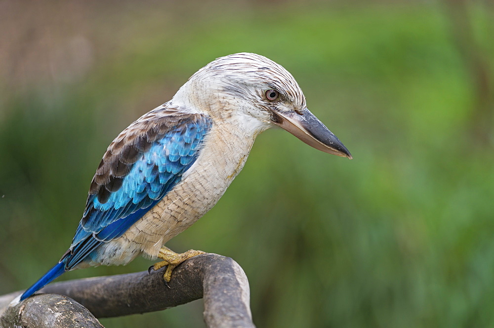 Blue-winged kookaburra in Queensland, Australia