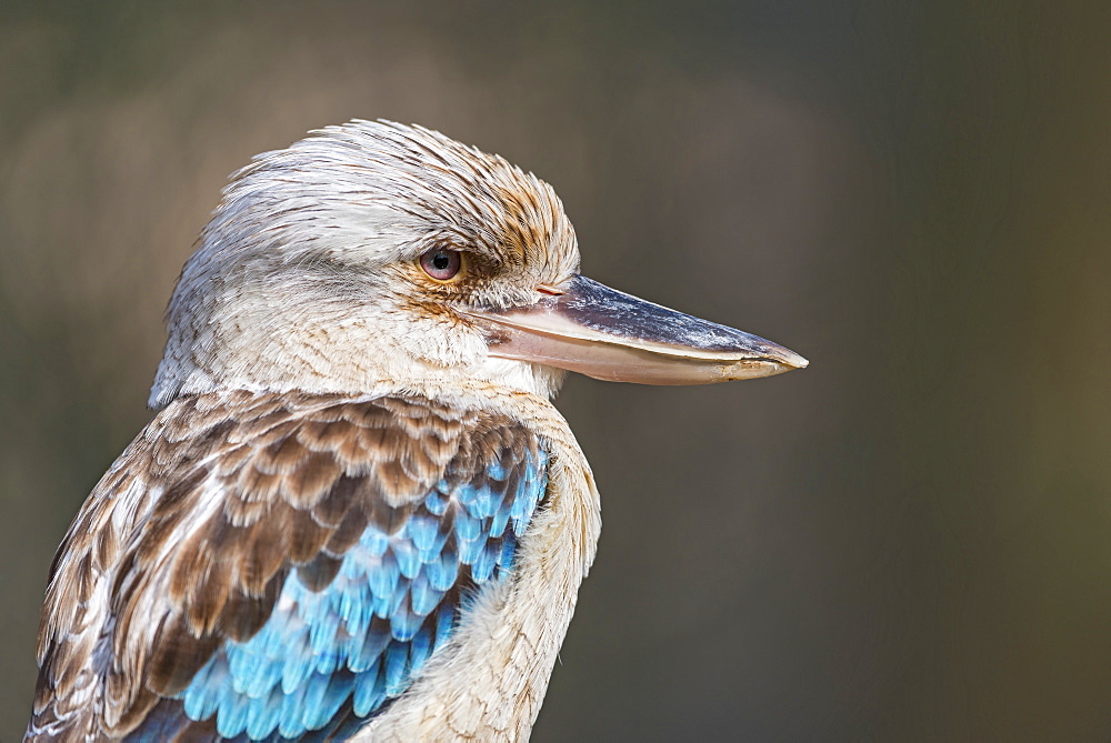 Blue-winged kookaburra portrait in Queensland, Australia