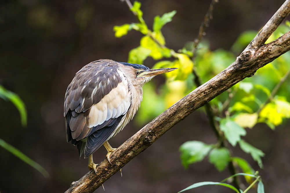 Little bittern on a branch in Savoie, France