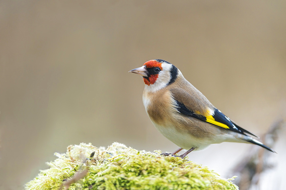 European goldfinch on moss, France