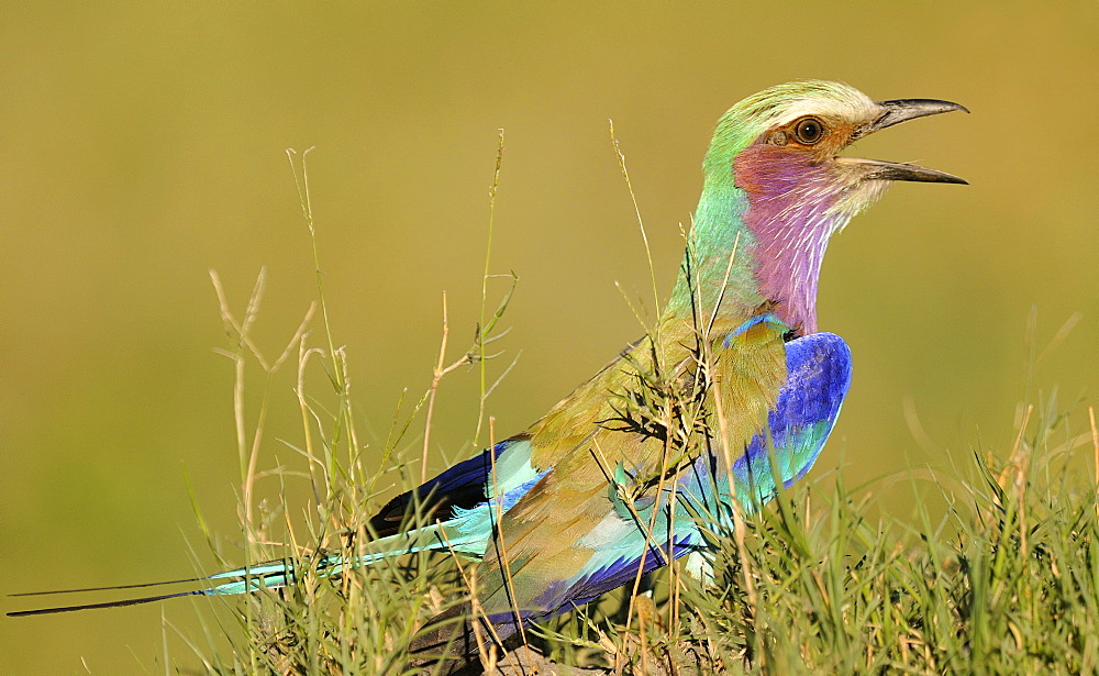 Lilac-breasted Roller on ground in Savannah, Botswana 