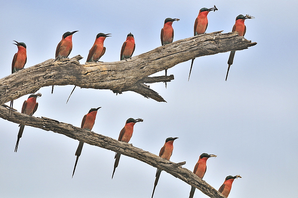 Carmine bee-eaters with Cicadas in the beak, Botswana 