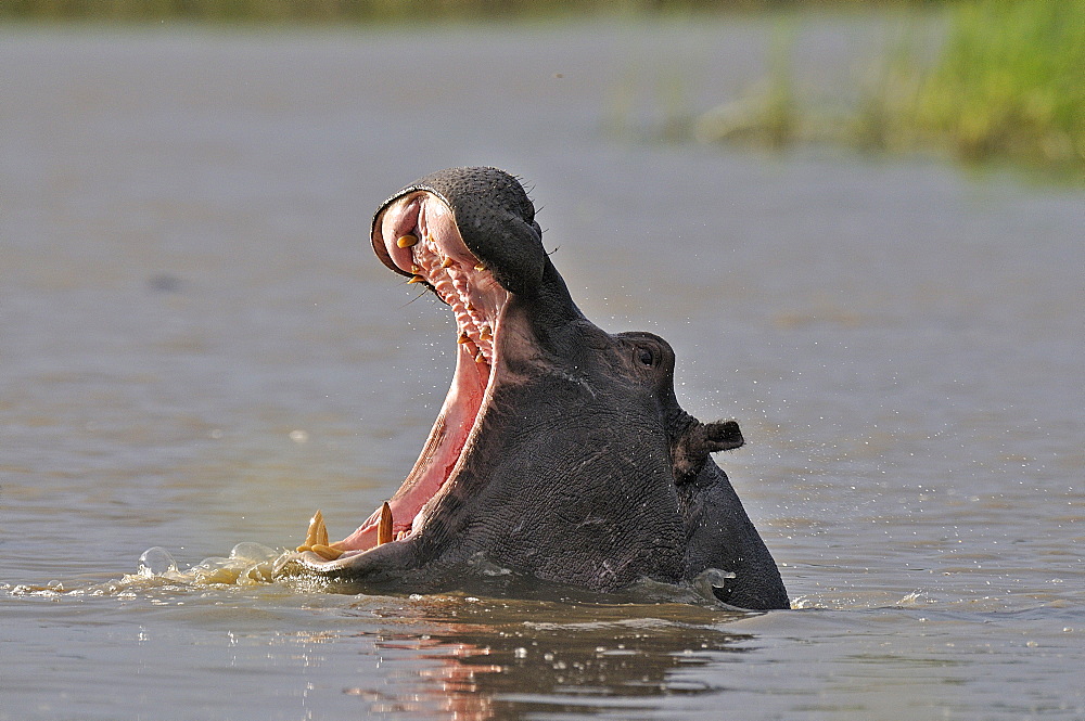 Portrait of Hippo mouth open in water, Botswana 