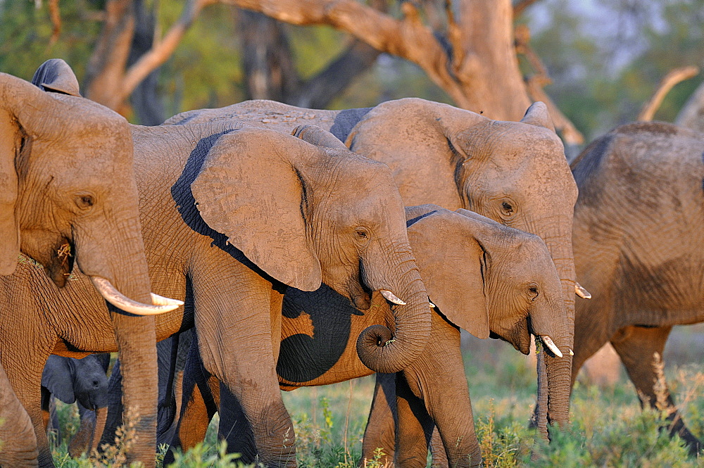 African Elephants in the savannah, Botswana 