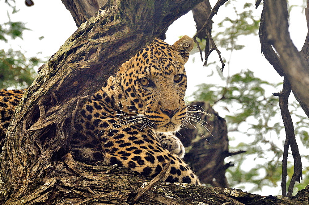 Portrait of male leopard lying in a tree, Botswana