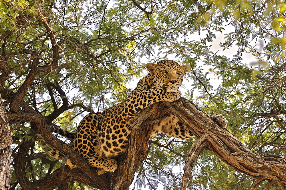 Male leopard lying in a tree, Botswana