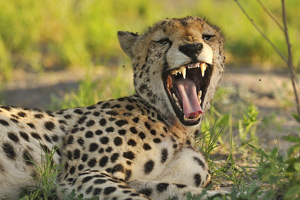 Portrait Cheetah yawning in the savannah, Botswana 