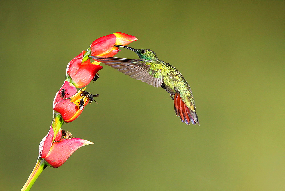 Green-breasted mango male foraging in flight, Costa Rica 