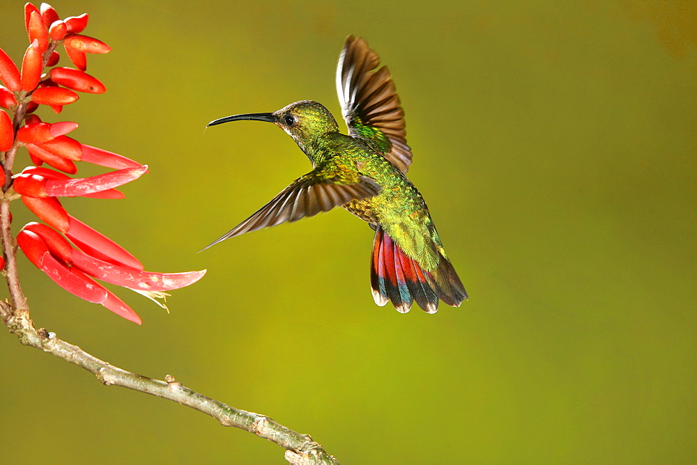 Green-breasted mango female foraging in flight, Costa Rica 