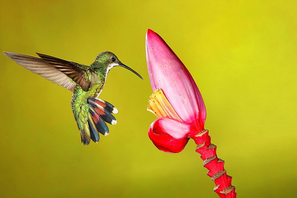 Green-breasted mango male foraging in flight, Costa Rica 