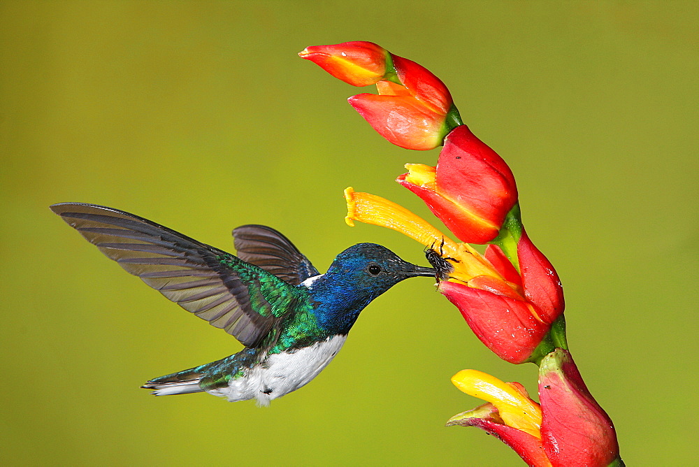 White-necked Jacobin male foraging in flight, Costa Rica 