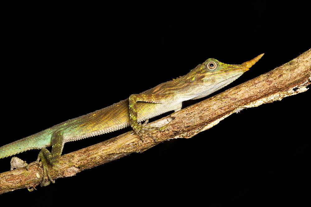 Agame unicorn, Bukit Barisan Selatan NP Sumatra Indonesia